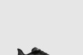 [NIKE-나이키]줌 플라이 6 FN8454